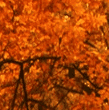 fallthumb
